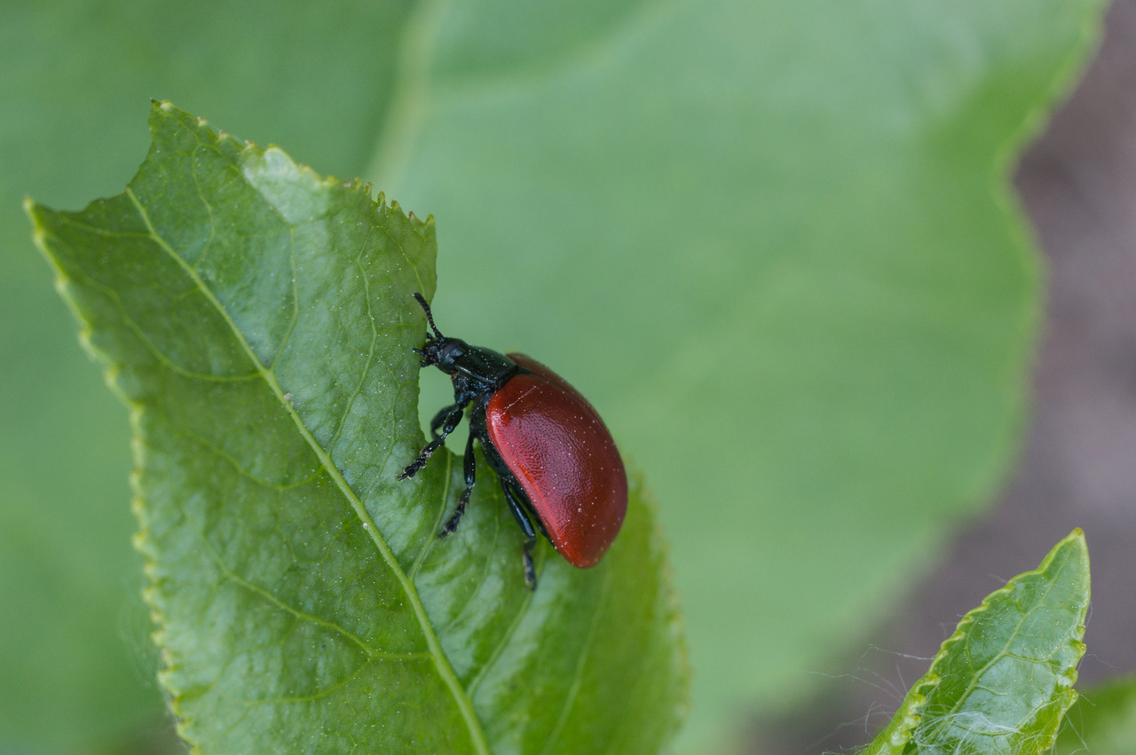 0_add35_a4b11db6_XXXL