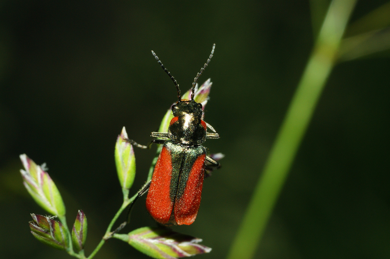 0_b1be2_5866beca_XXXL