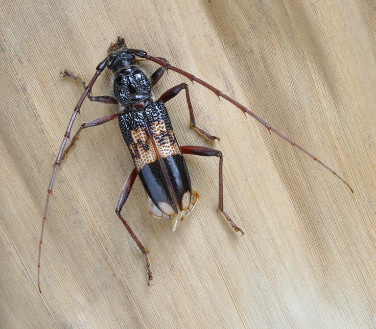 12-11-24_164911_M_B_R_8_S_4