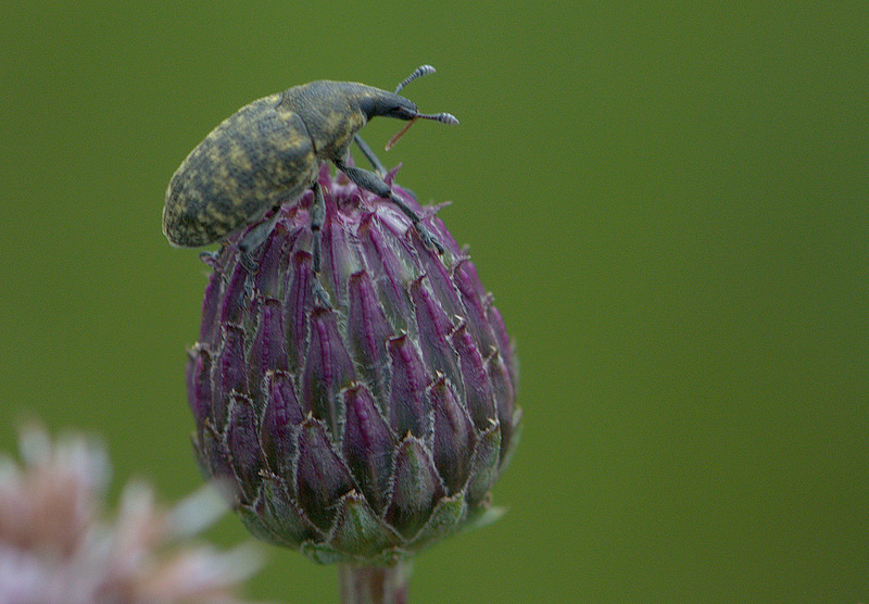 14611954431_47352559d7_c