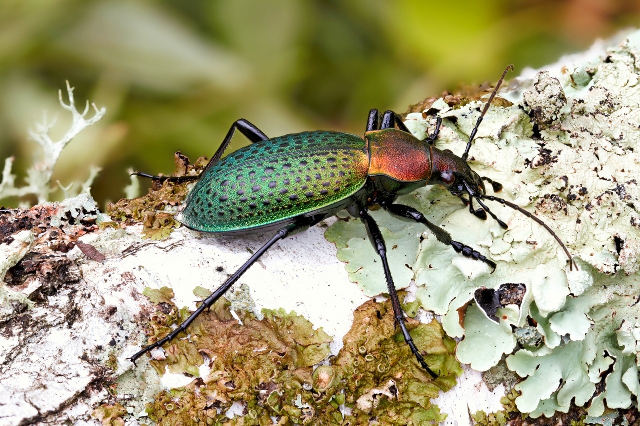 15-07-05_204524_M_A_R_8_S_4