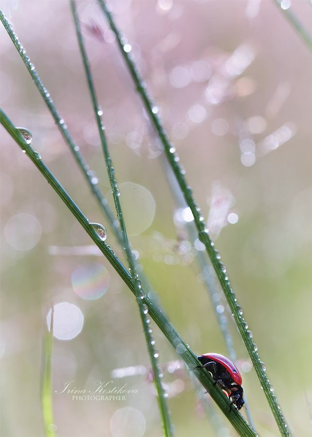 17_07_17_D25B4524_900_644_296_