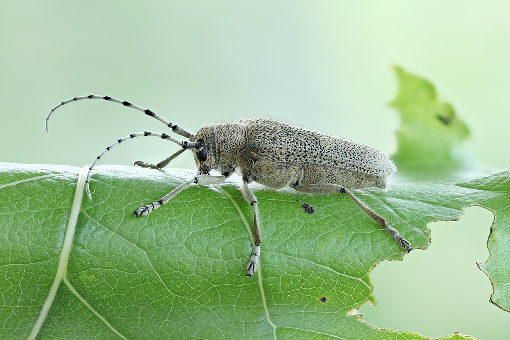 2013-07-14-19_36_45_ZS_PMax