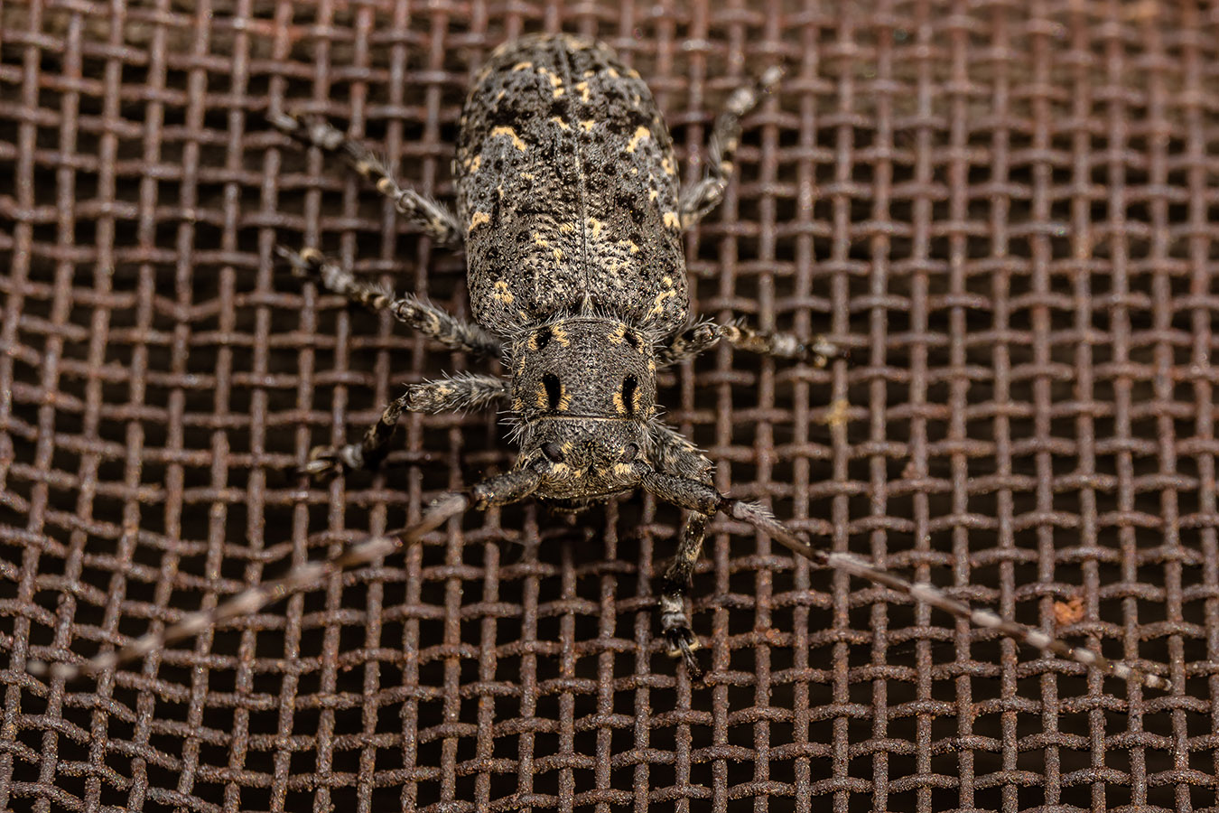 20140614_121014_DSC07585_25_1