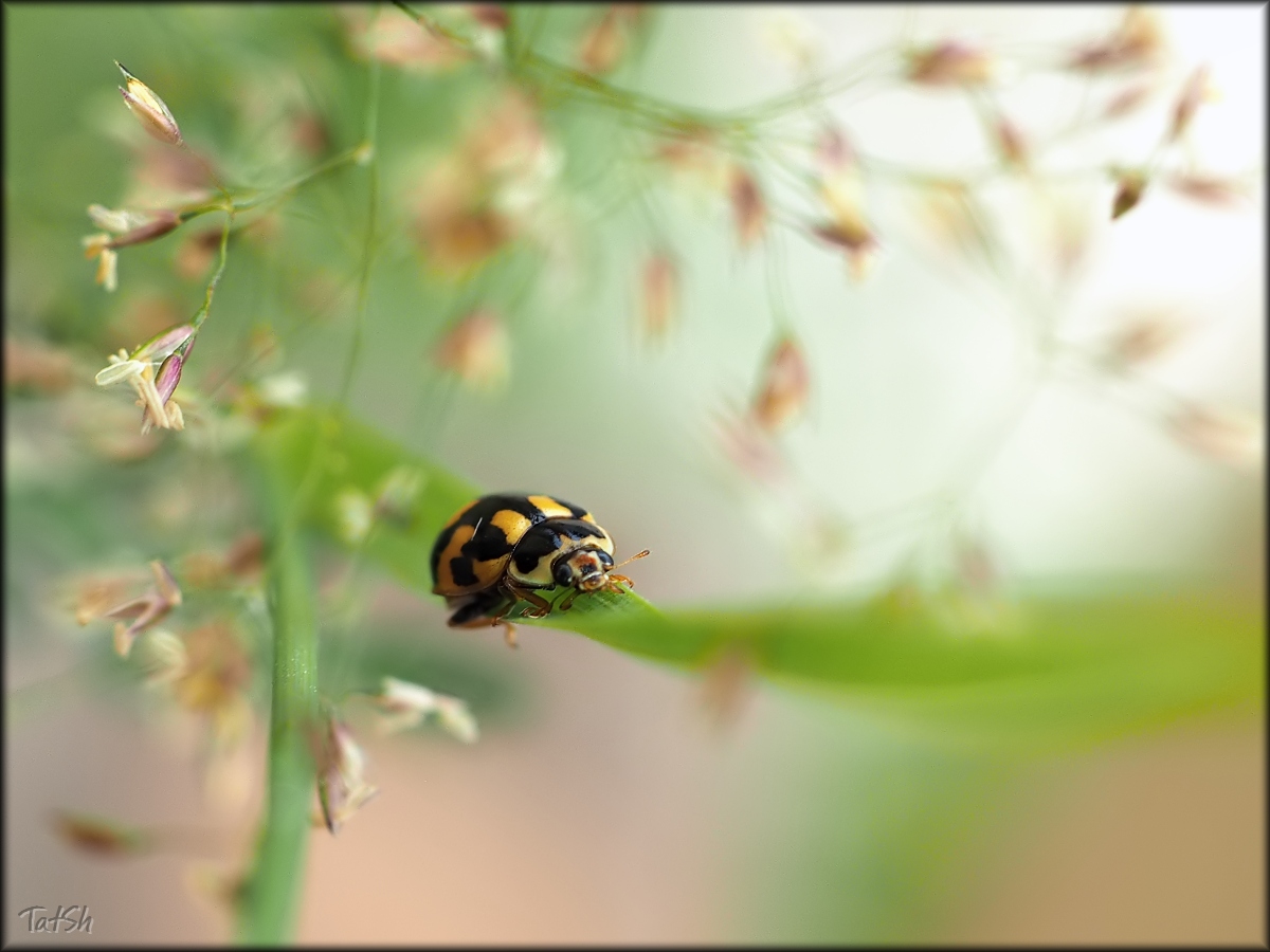 2015-06-25_10-00-40_