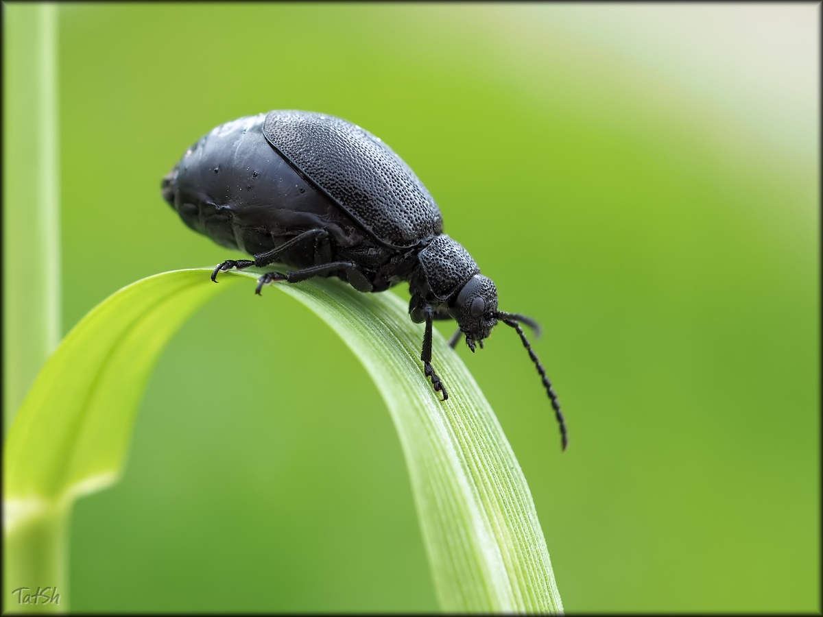 2015-09-01_13-50-06_