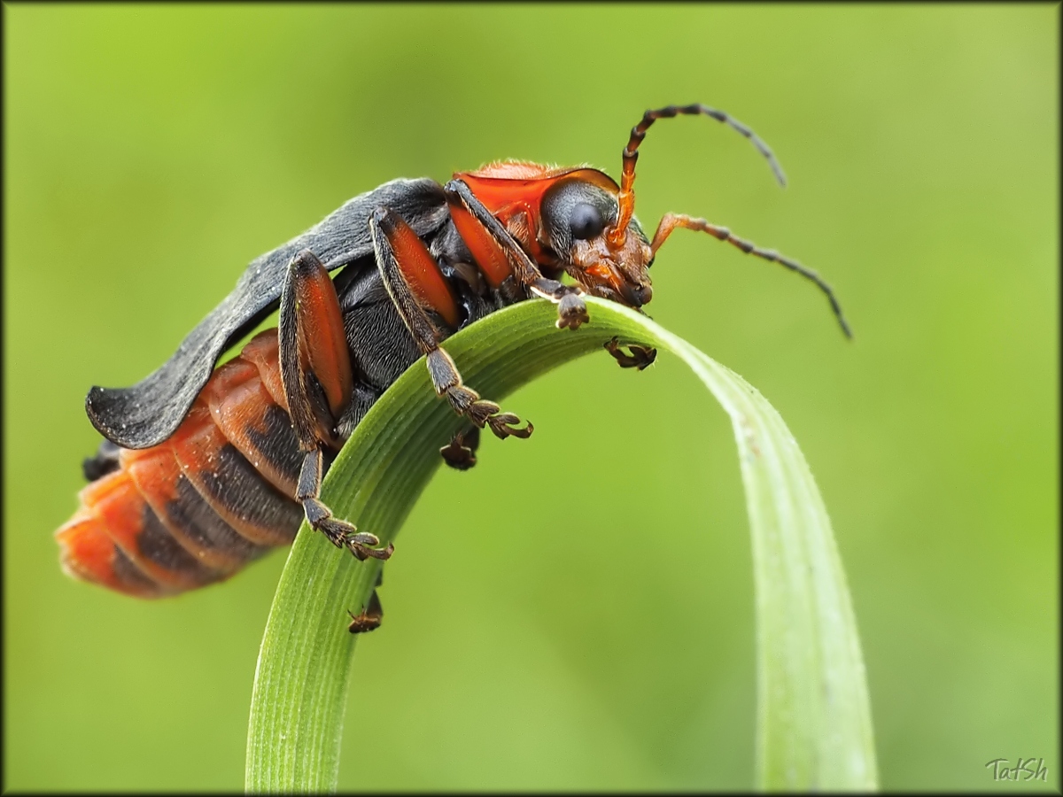 2016-06-03_14-15-37_