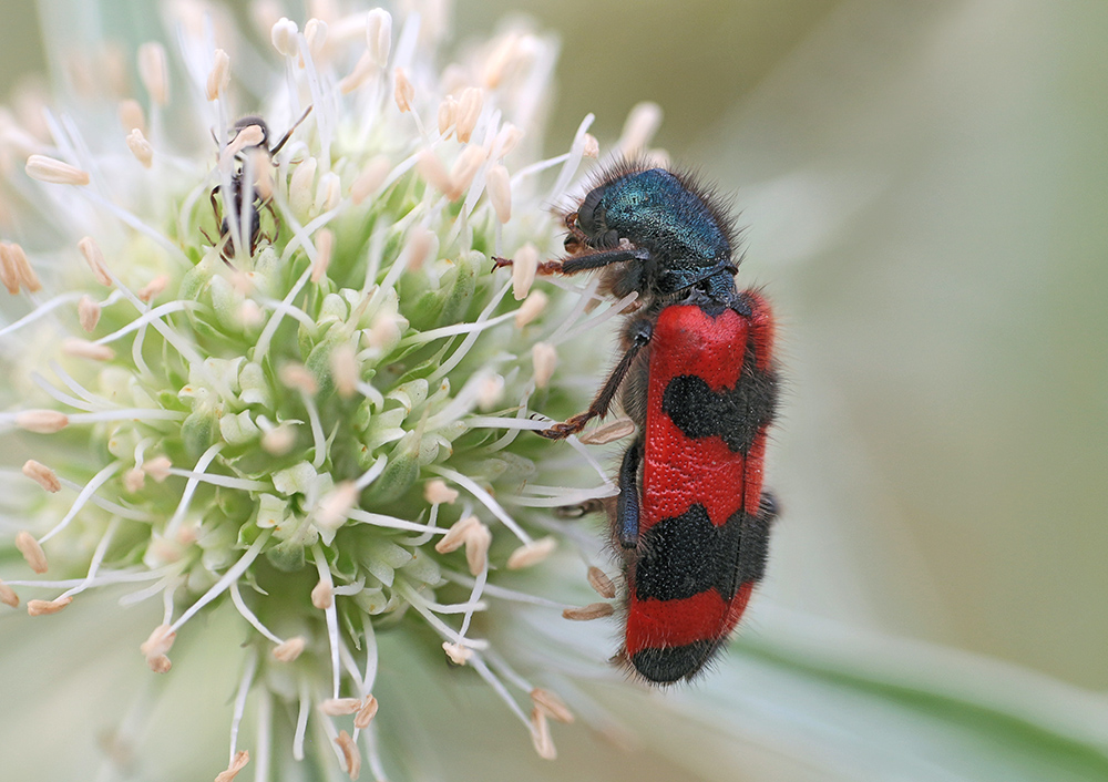 2017-07-22_08-48-34_B_Radius5_Smoothing10_