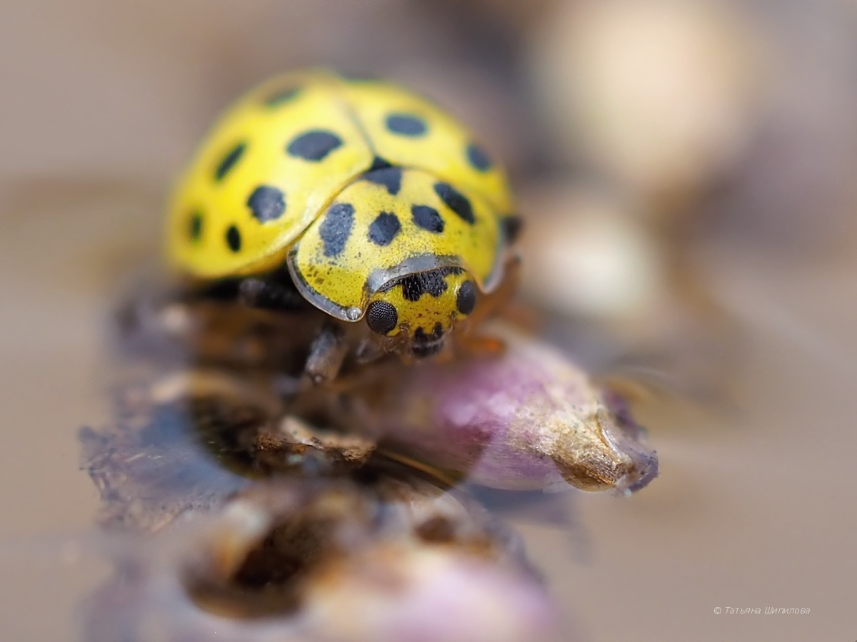 2018-07-26_13-15-13_11