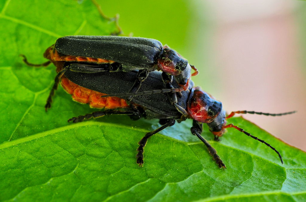 25828484503_162b8e4d8b_b