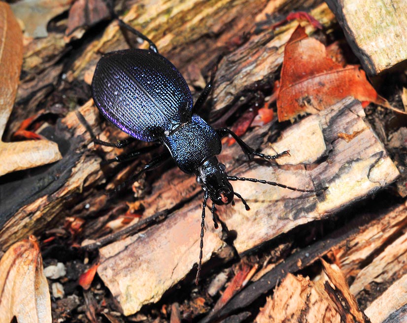 2Carabus-nemoralis1312