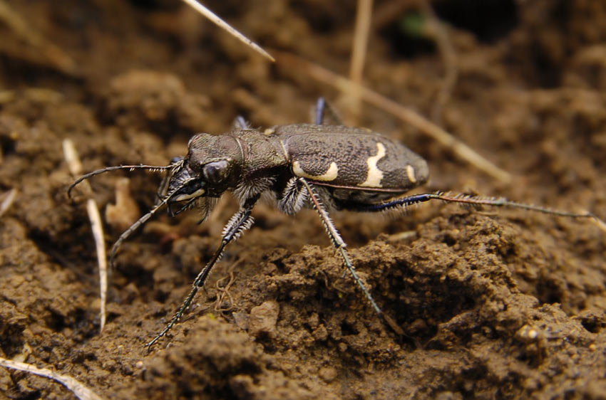 2Cicindela_sylvatica8488