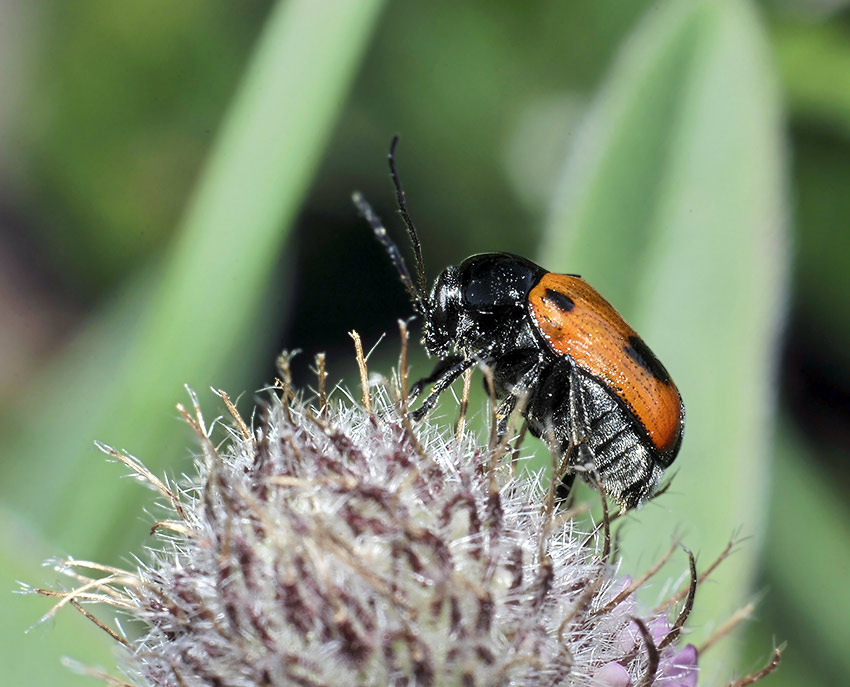 2Cryptocephalus-bipunctatus