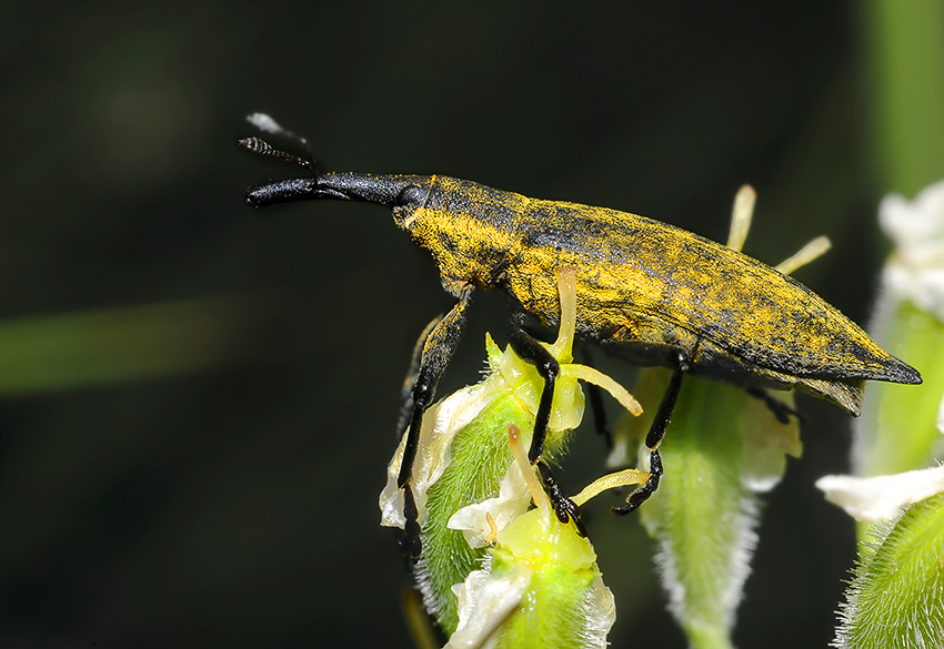 2Lixus_iridis_6307