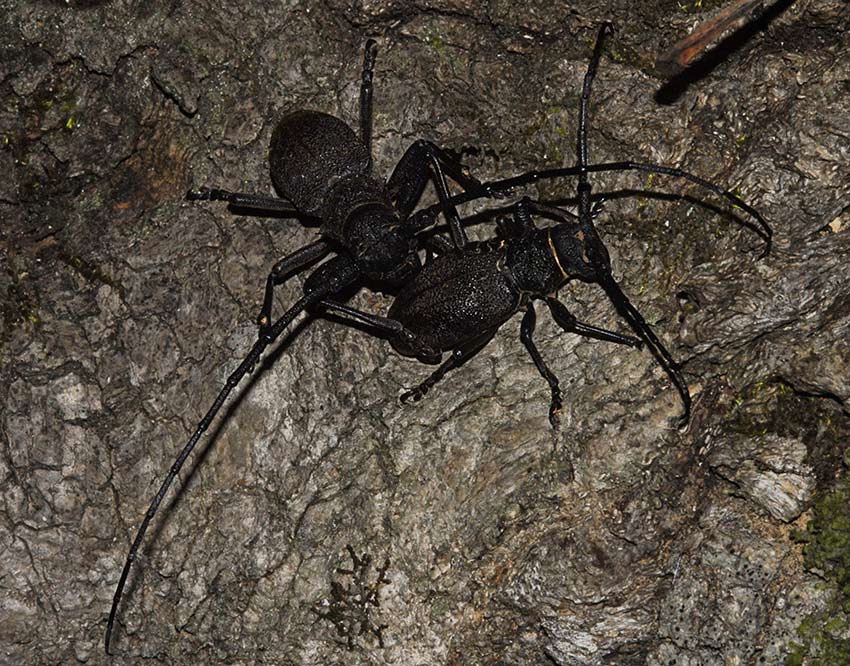 2Morimus_verecundus_DSC8004