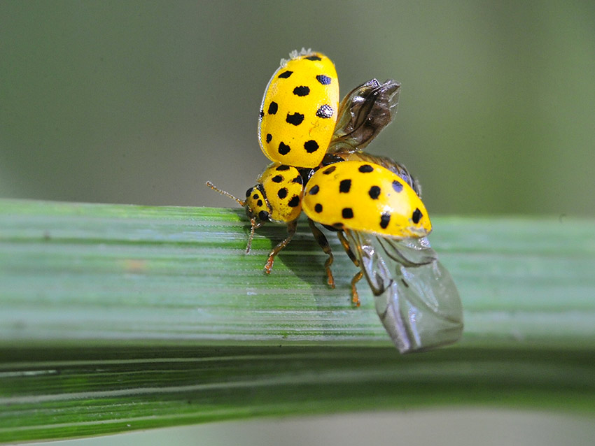 2Psyllobora-vigintiduopunc