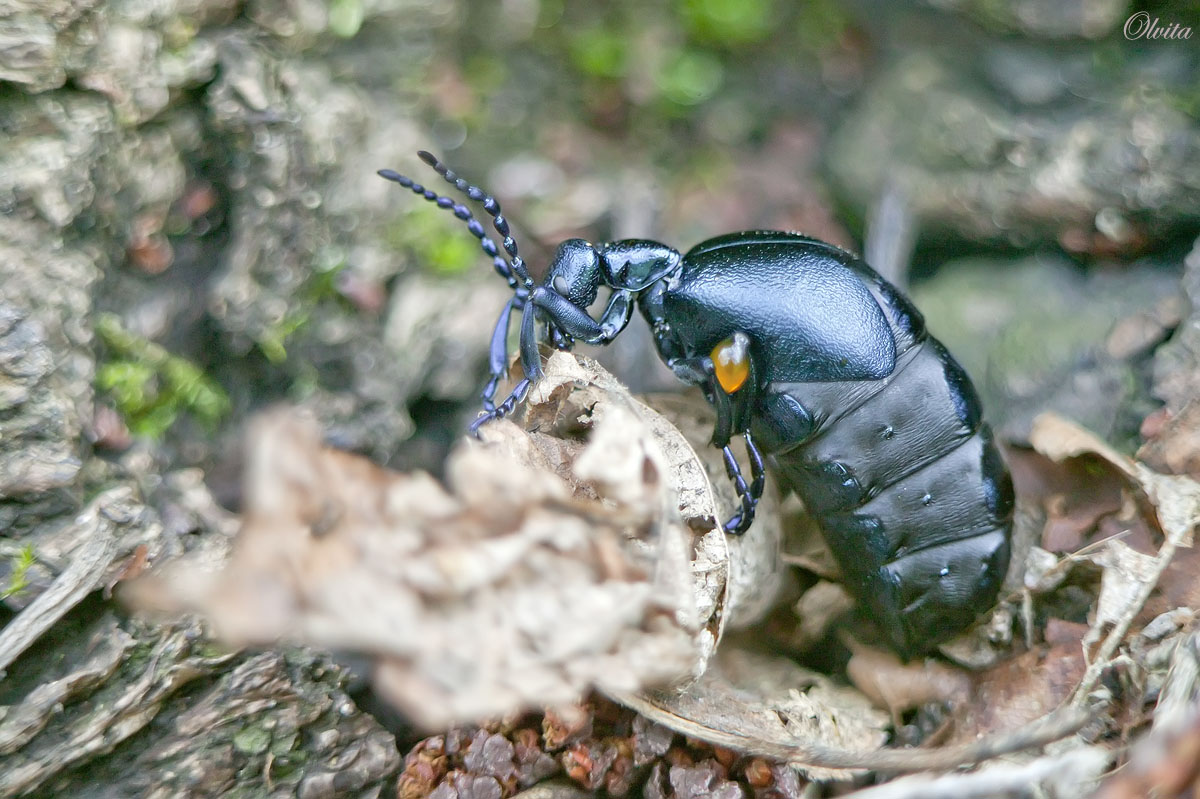 3_Meloe_violaceus_Marsham_1802_