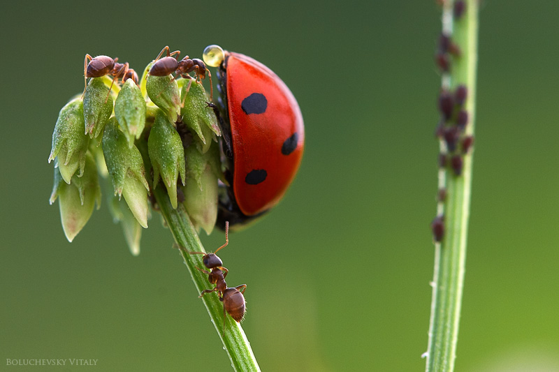 Adoration_of_high_aphid_by_Viand