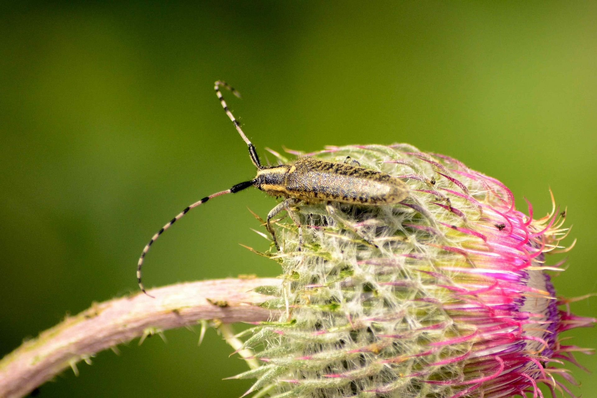 Agapanthia_villosoviridescens_De_Geer_1775
