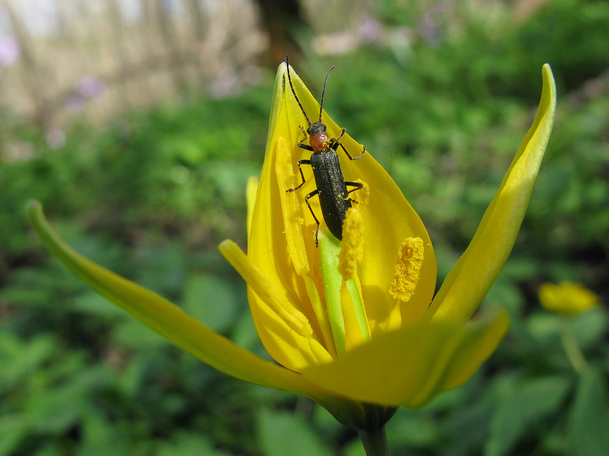 Anogcodes_ruficollis1