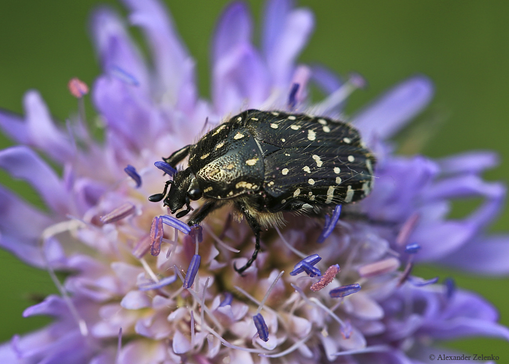 BU7A2851_1_14Mai2016_Alexander_Zelenko