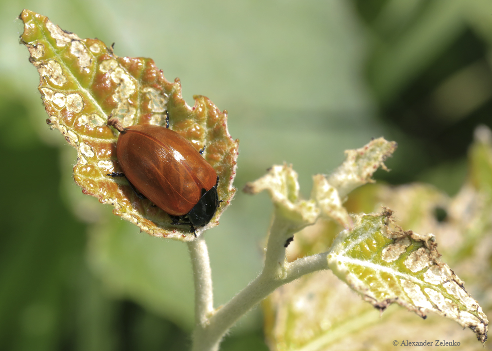 BU7A3097_1_11August2016_Alexander_Zelenko