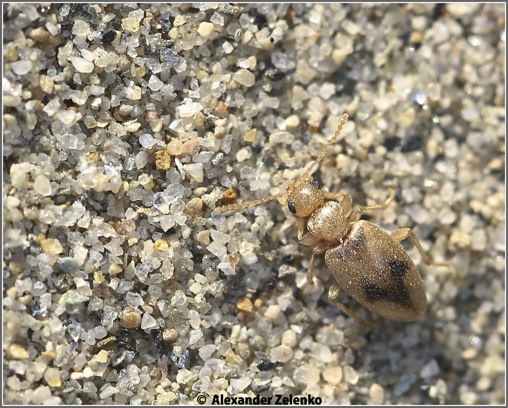 BU7A4811_21Mai2016_Alexander_Zelenko