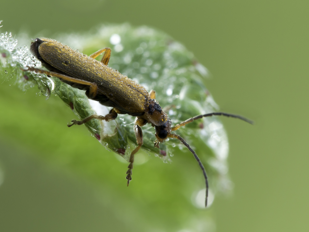 Cantharis_figurata