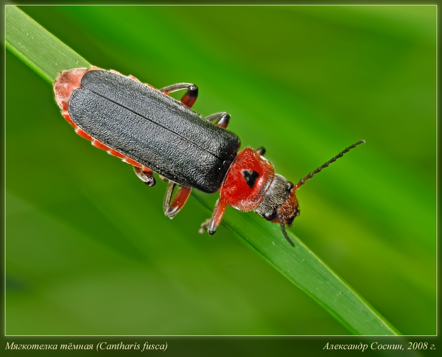 Cantharis_fusca_DSC8333