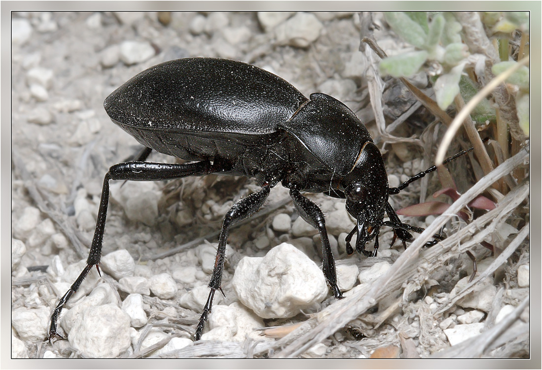 Carabus_hung