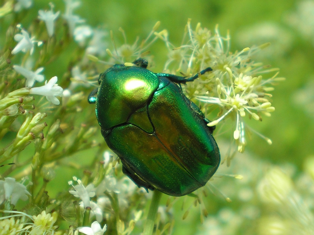 Cetonia_aurata_