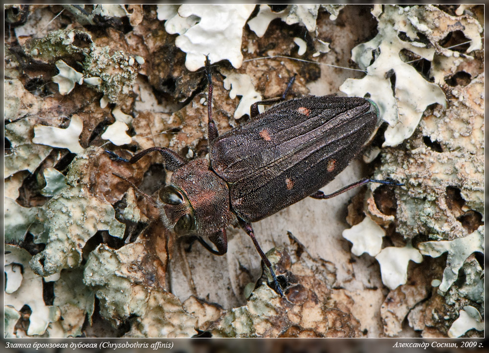 Chrysobothris_affinis