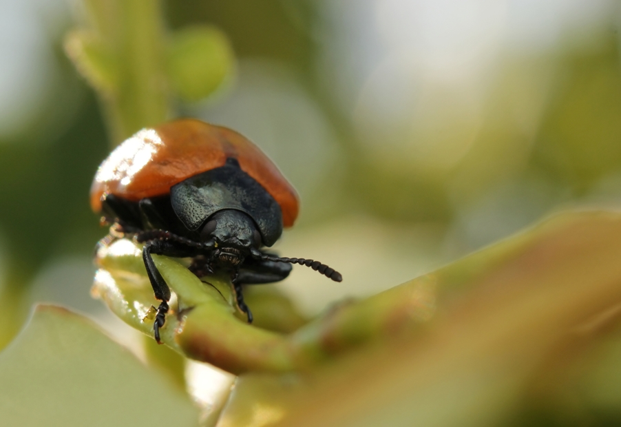 Chrysomela_populi_Linnaeus_1758