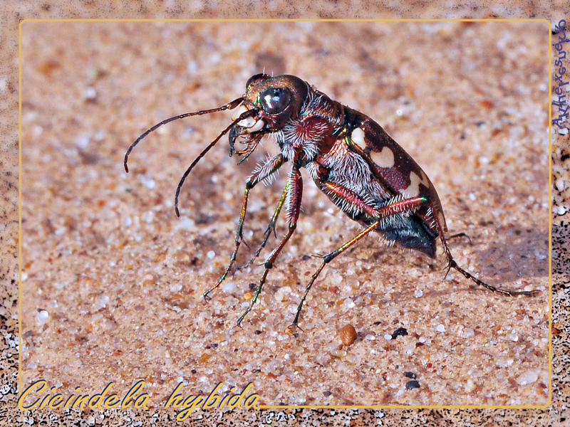 Cicindela-hybida