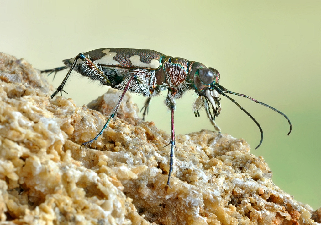 Cicindela_hybrida3