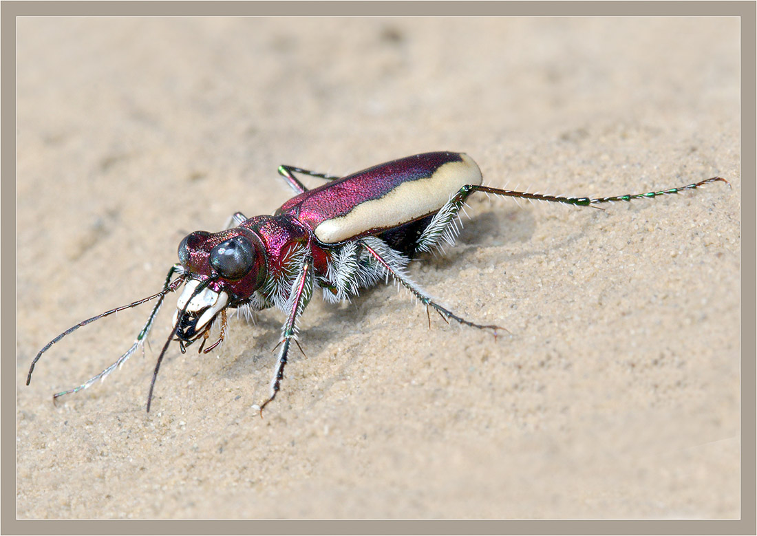 Cicindela_lacteola