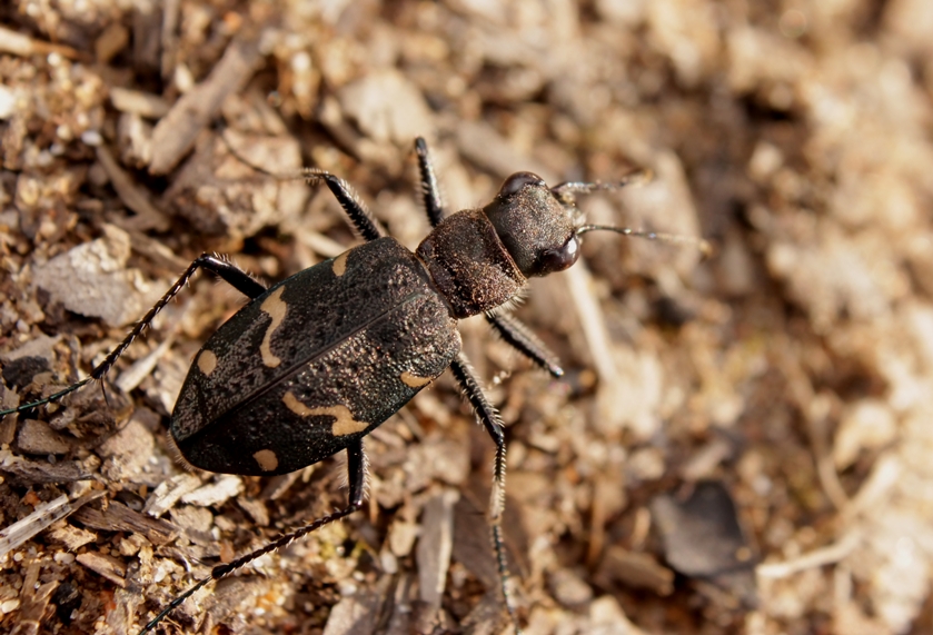 Cicindela_sylvatica_-_