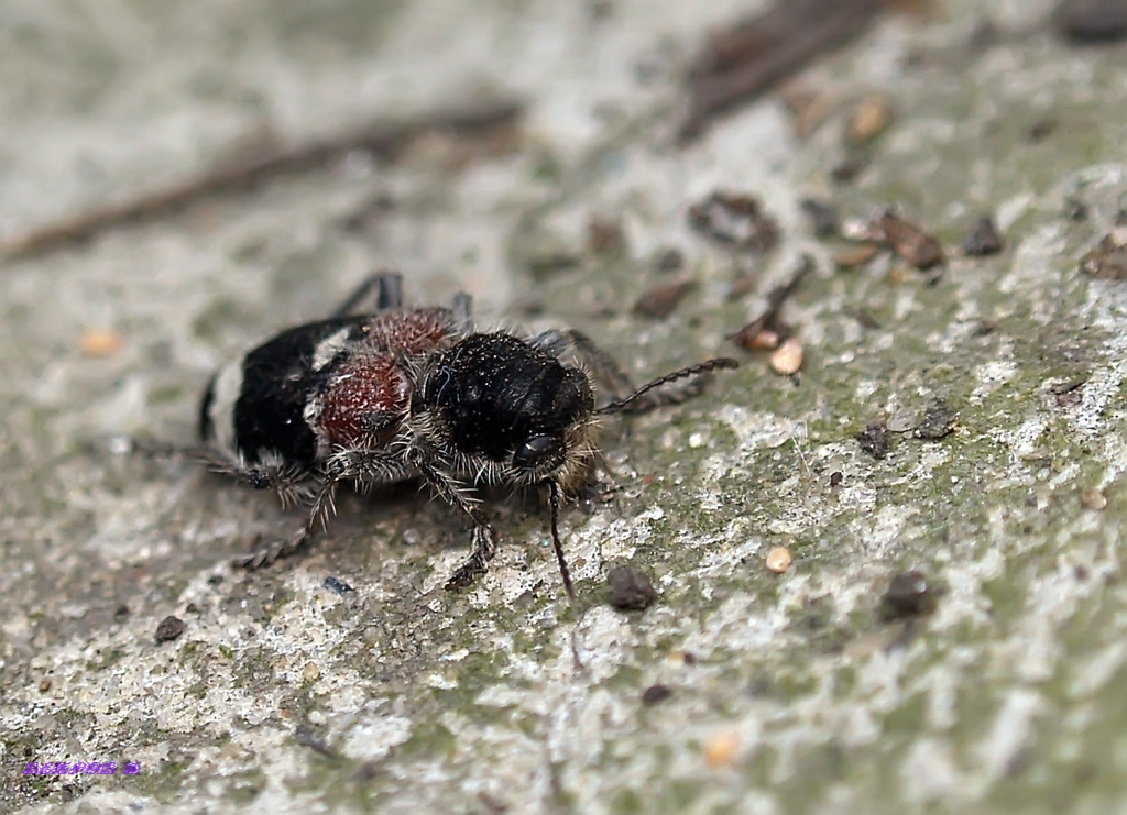 Clerus_mutillarius2-