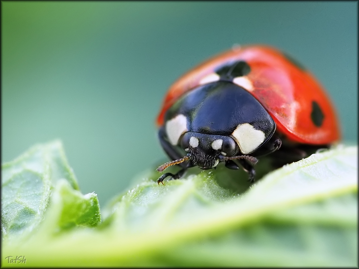 Coccinella_septempunctata_Seven-spot_Ladybird_2015-06-24_20-19-22_