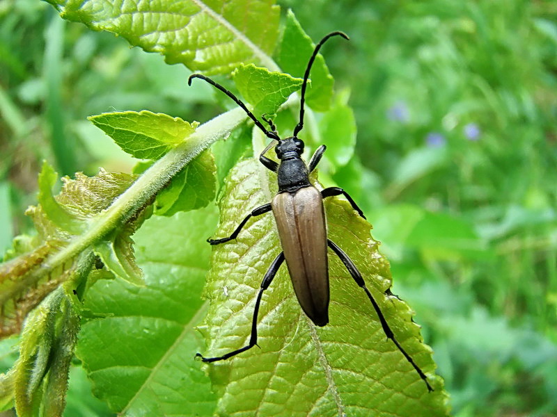 DSC04181_-_Lepturalia_nigripes