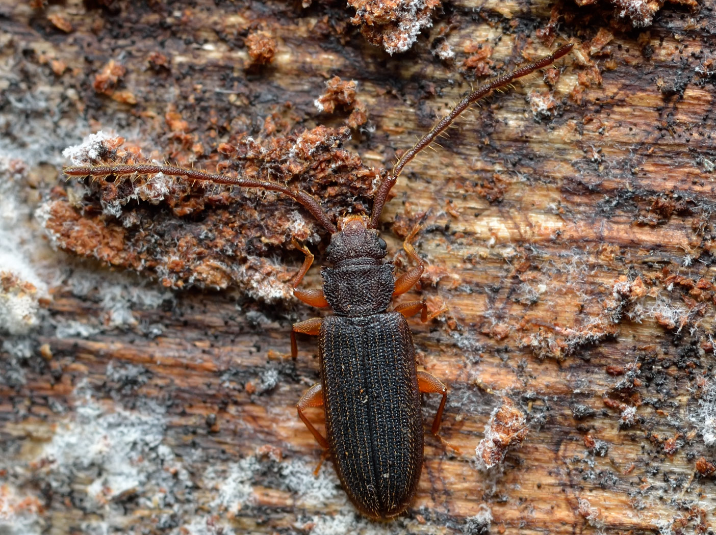 DSC0513_514_STACK_64