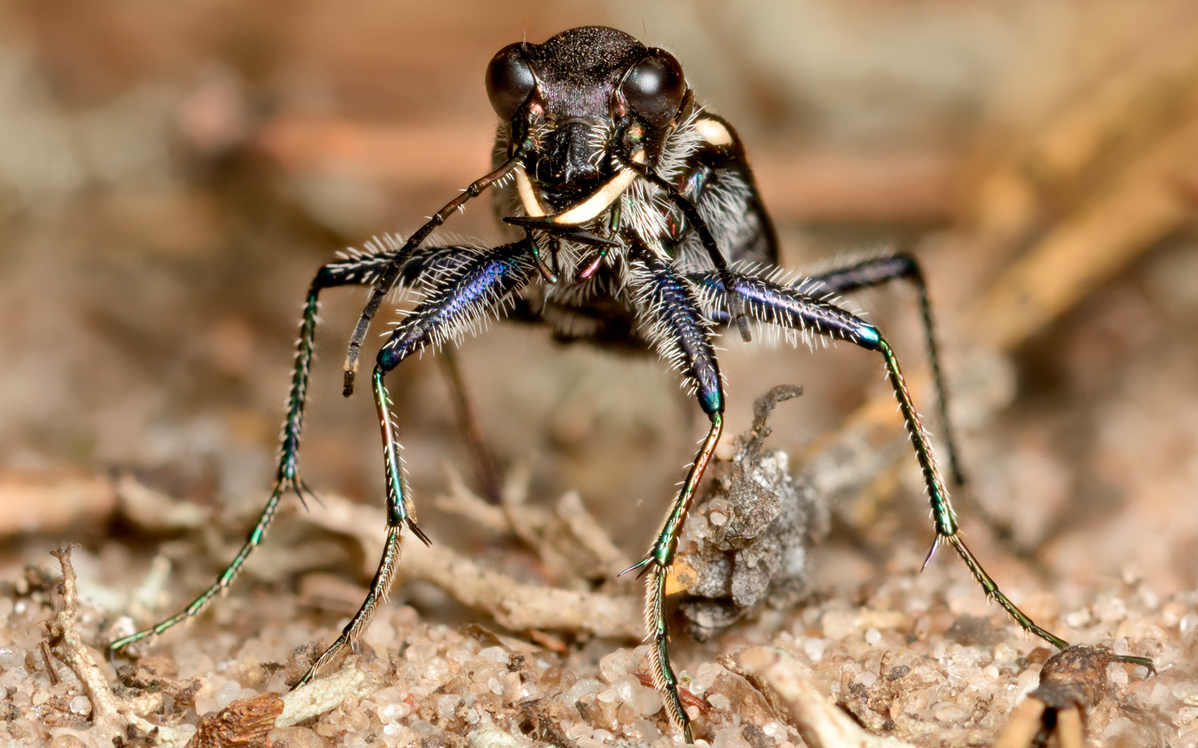 DSC2784_96_STACK_SMALL_88