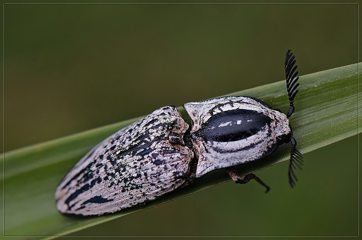 DSC_5092_1_copy_filtered