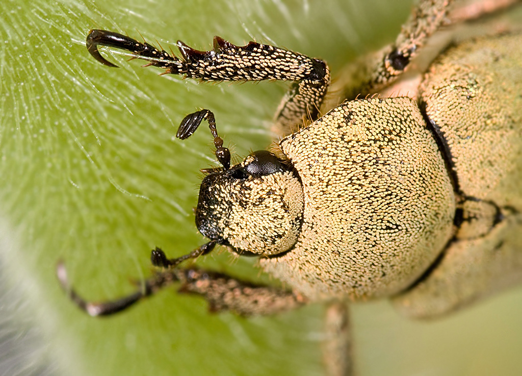 DSC_6867_Hoplia_parvula