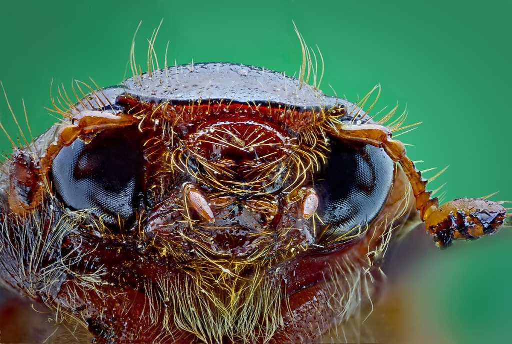 Dedule-result-tifinis_1024