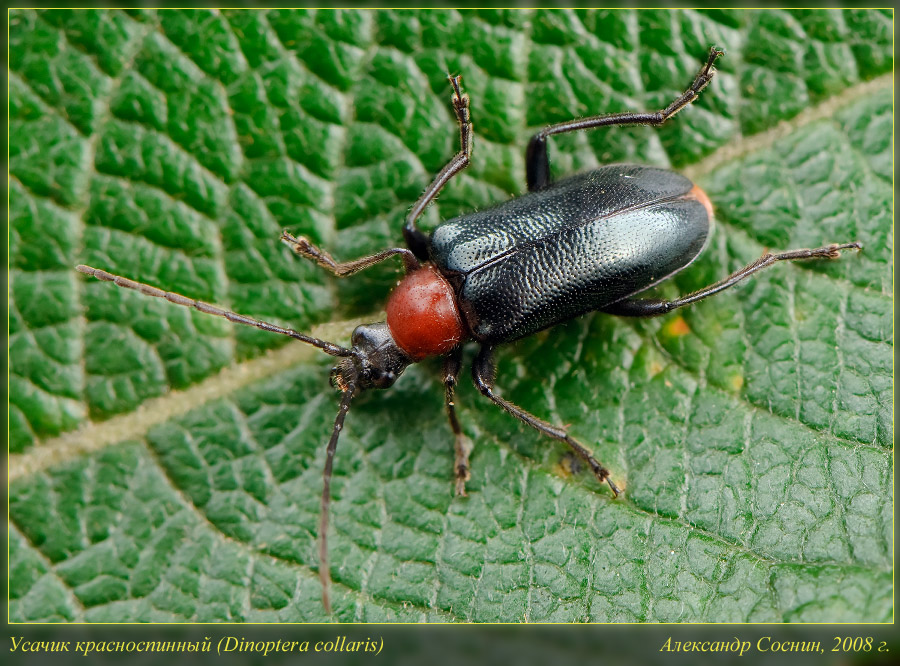 Dinoptera_collaris_DSC4483