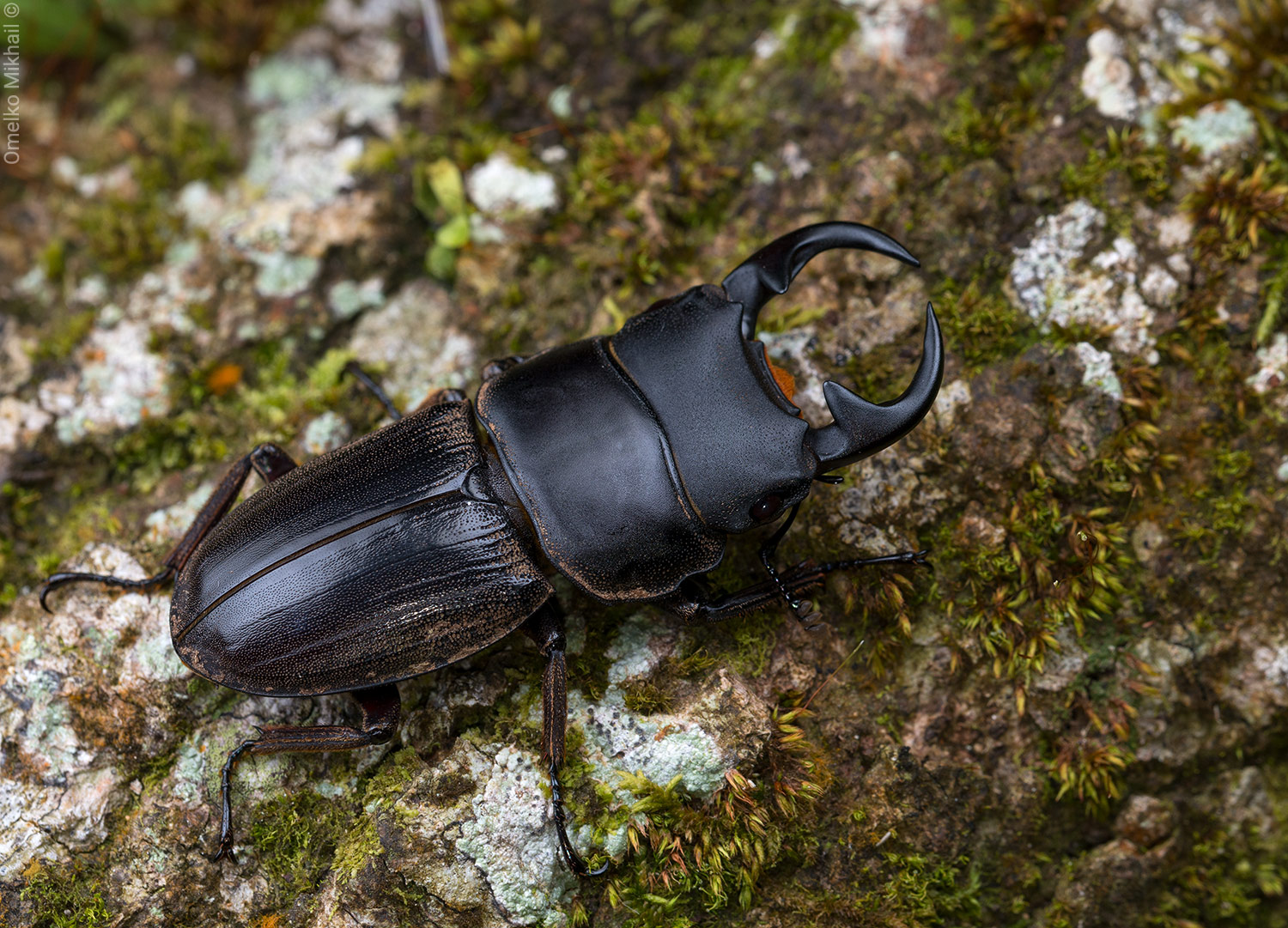 Dorcus_1_1500