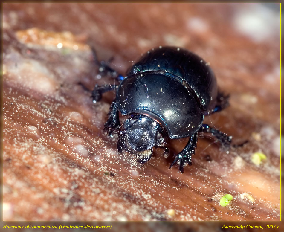 Geotrupes_stercorarius_DSC0934