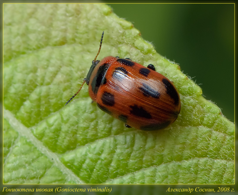 Gonioctena_viminalis_DSC3183