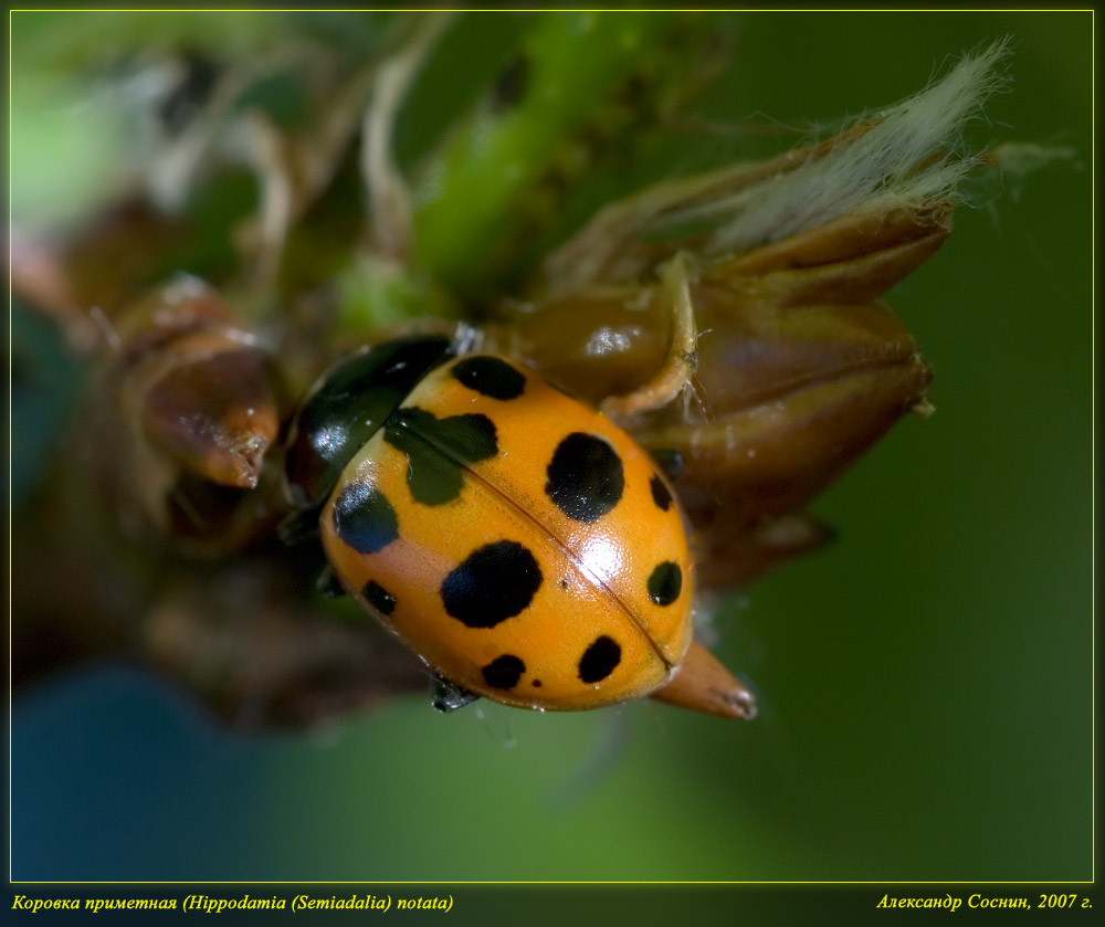 Hippodamia_Semiadalia_notata_DSC1322